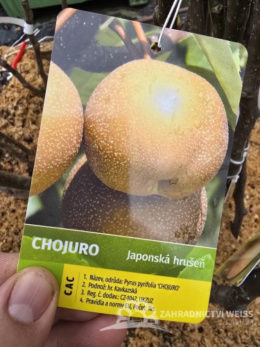 ASIJSKÁ HRUŠEŇ ´CHOJURO´