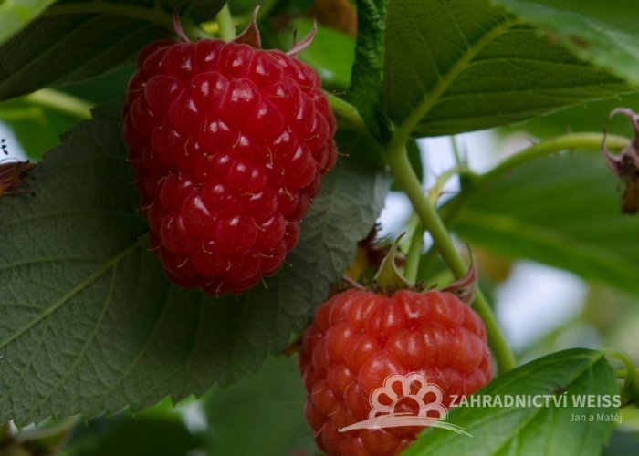 MALINA STÁLEPLODÍCÍ - RUBUS IDAEUS DELNIWA