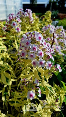 PHLOX PANICULATA - SUMMER FLOWERING NORA LEIGH