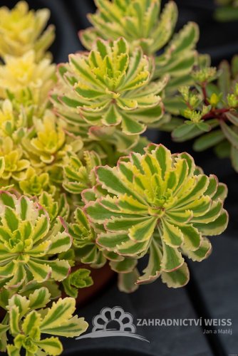SEDUM KAMTSCHATICUM THE EDGE