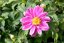 ANEMONE – LITTLE BREEZE SWEET