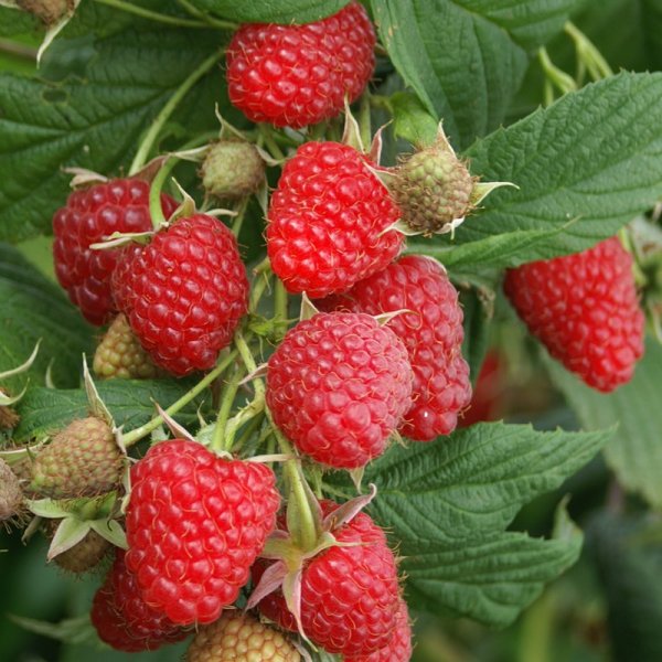MALINA STÁLEPLODÍCÍ- RUBUS IDAEUS POLKA