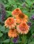TŘAPATKA - ECHINACEA "SUPREME CANTALOUPE"
