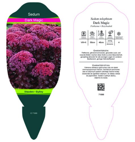 SEDUM TELEPHIUM DARK MAGIC