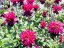 MONARDA "DIDYMA FIREBALL"