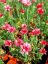 KOPRETINA MAROCKÁ - RHODANTHEMUM HOSMARIENSE ZAGORA PINK ®