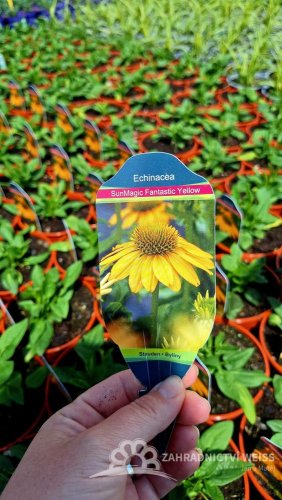 ECHINACEA SUN MAGIC FANTASTIC YELLOW