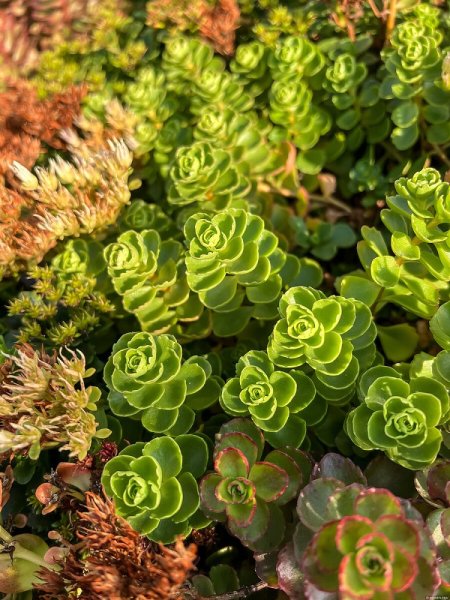 SEDUM SPURIUM ALBUM