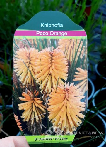 KLEOPATŘINA JEHLA - KNIPHOFIA "POCO ORANGE"