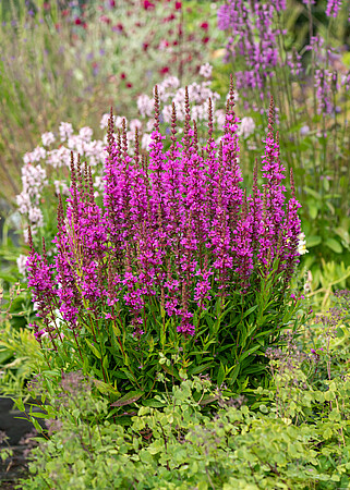 KYPREJ VRBICE – LYTHRUM SALICARIA ROBERT