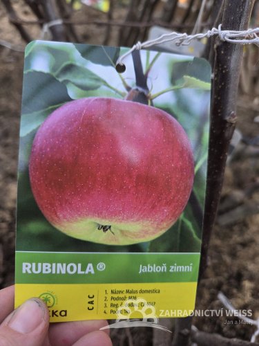 JABLOŇ RUBINOLA - ZIMNÍ
