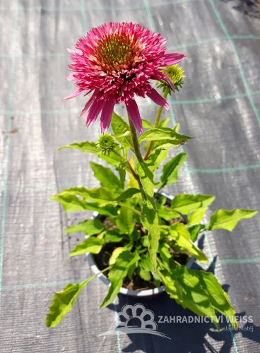 TŘAPATKA - ECHINACEA " BUTTERFLY KISSES"