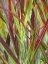 PROSO PRUTNATÉ - PANICUM VIRGATUM SANGRIA