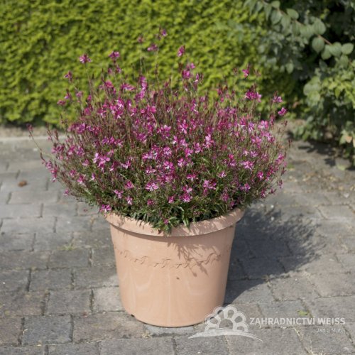 GAURA LINDHEIMERI - BUTTERFLY ROSE