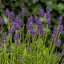 LEVANDULA ANGUSTIFOLIA -  THUMBELINA LEIGHT