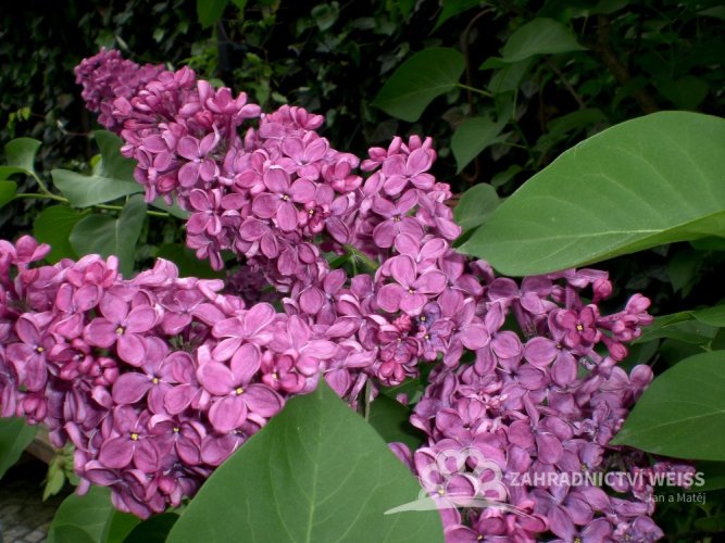 ŠEŘÍK OBECNÝ - SYRINGA VULGARIS - PURPUROVÁ