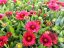 KOKARDA – GAILLARDIA AR. SPINTOP RED