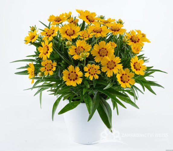 COREOPSIS GRAND. SOLANNA BRIGHT TOUCH