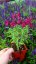 SALVIA GREGGII MIRAGE BURGUNDY