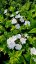 PHLOX PANICULATA FLAME PRO WHITE ®