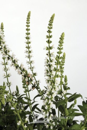 ŠALVĚJ NÁDHERNÁ - SALVIA SUPERBA 'MERLEAU WHITE'