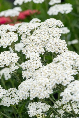 ACHILLEA MILLEFOLIUM SCHNEETALER