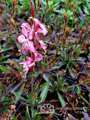 GAURA LINDHEIMERI – GEYSER PINK
