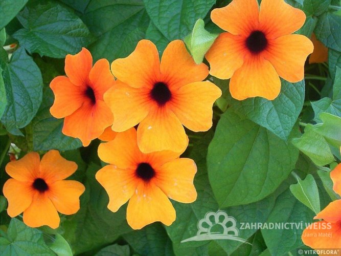ČERNOOKÁ ZUZANA - SUNNY SUSY NEW ORANGE