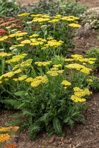 ACHILLEA MILEFOLIUM SASSY SUMMER LEMON