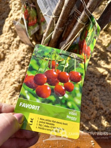 VIŠEŇ - FAVORIT