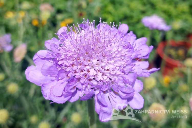 HLAVÁČ - SCABIOSA MARIPOSA BLUE