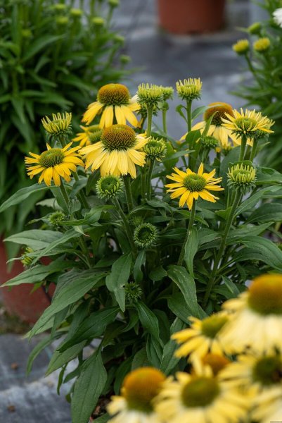 ECHINACEA HYBR. YELLOW PEARL