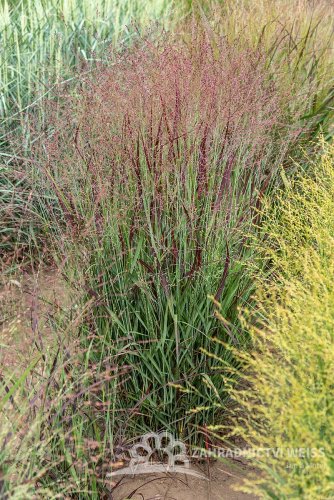 PROSO PRUTNATÉ - PANICUM VIRGATUM SANGRIA