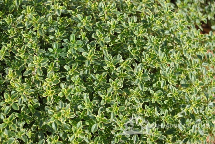 MATEŘÍDOUŠKA CITRONOVÁ - THYMUS x CITRIODORUS DOONE VALLEY