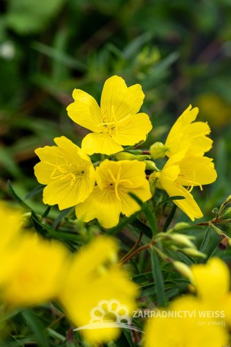 PUPAVKA - OENOTHERA AFRICAN SUN