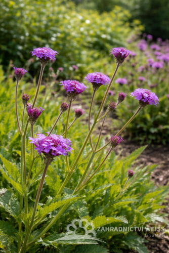 SPORÝŠ - VERBENA RIGIDA VENOSA LILAC