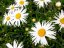 LEUCANTHEMUM MAXIMUM "SWEET DAISY CHER" - KOPRETINA VELKOKVĚTÁ