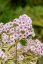 PHLOX PANICULATA - SUMMER FLOWERING NORA LEIGH