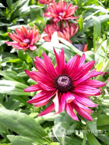 RUDBECKIA x HYBRIDA FLAMENCO TRUE RED ®