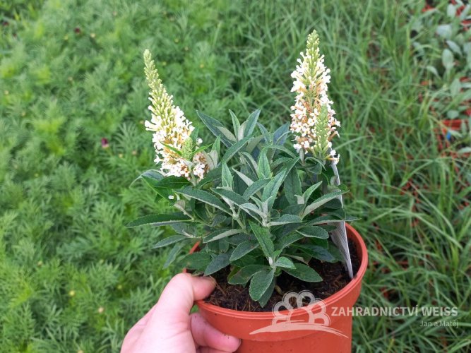 MOTÝLÍ KEŘ - BUDDLEJA BUTTERLY CANDY LITTLE WHITE