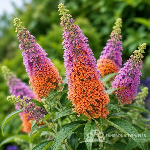 MOTÝLÍ KEŘ - BUDDLEJA WEYERIANA FLOWER POWER