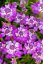 IBERKA STÁLEZELENÁ - IBERIS ABSOLUTELY AMETHYST ®