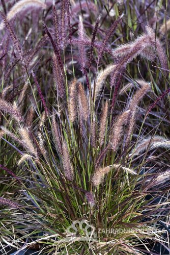 DOCHAN - PENNISETUM LITTLE RUBIN