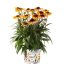 ECHINACEA PURPUREA SOMBRERO SPECIAL YELLOW RED