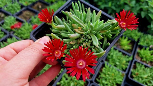 DELOSPERMA HYBRIDA SUNDELLA FLAME