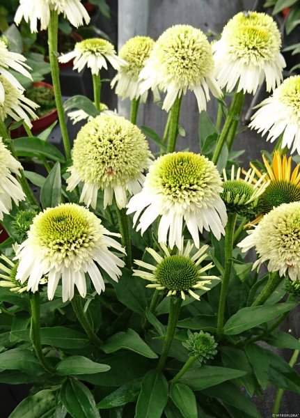 ECHINACEA PURPUREA - DELICIOUS NOUGAT