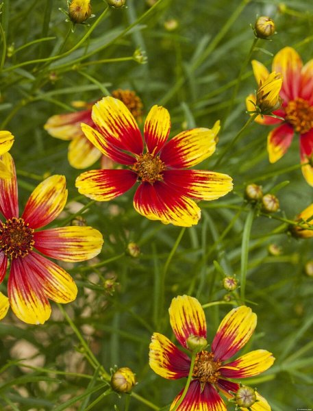 KRÁSNOOČKO - COREOPSIS BENGAL TIGER