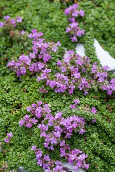 MATEŘÍDOUŠKA - THYMUS PRAECOX MINOR