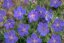 KAKOST - GERANIUM HYBRIDA JOHNSON´S BLUE