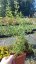 MARULKA LÉKAŘSKÁ – CALAMINTHA NEPETA - BÍLÁ